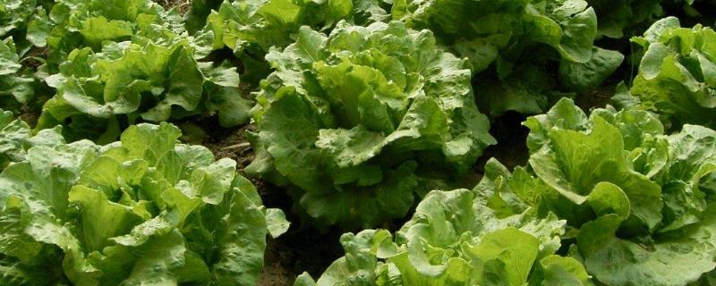 7、8月份適合種植什么菜