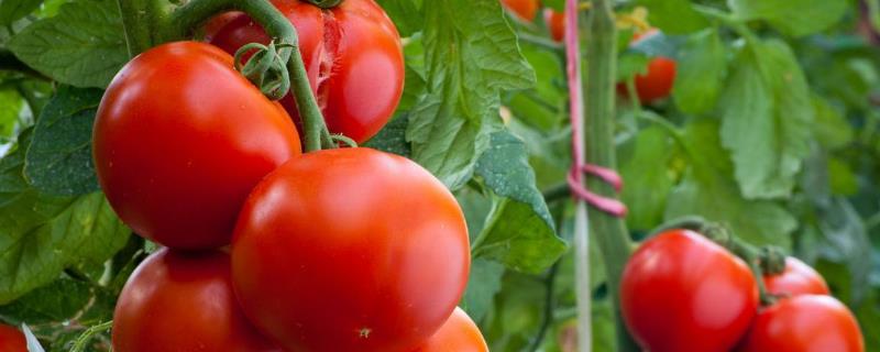 一噴紅幾天紅，幾天見效