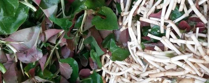 魚腥草怎么種植，是根種還是籽種