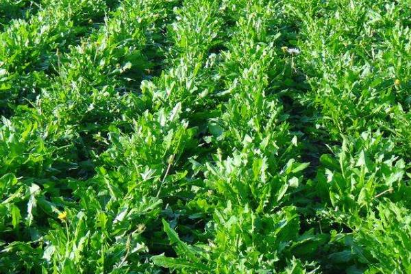 蒲公英的栽培技術及管理方法