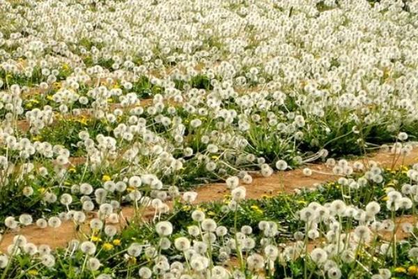 蒲公英的栽培技術及管理方法