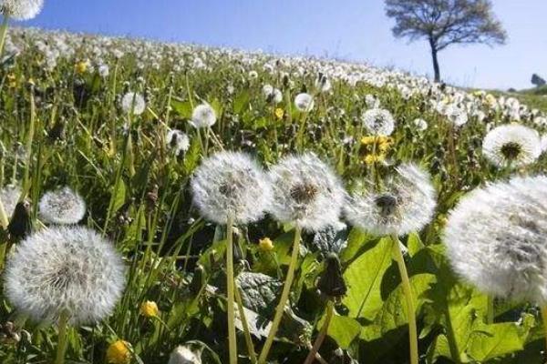 蒲公英的栽培技術及管理方法