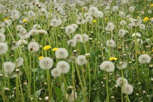 蒲公英的栽培技術及管理方法