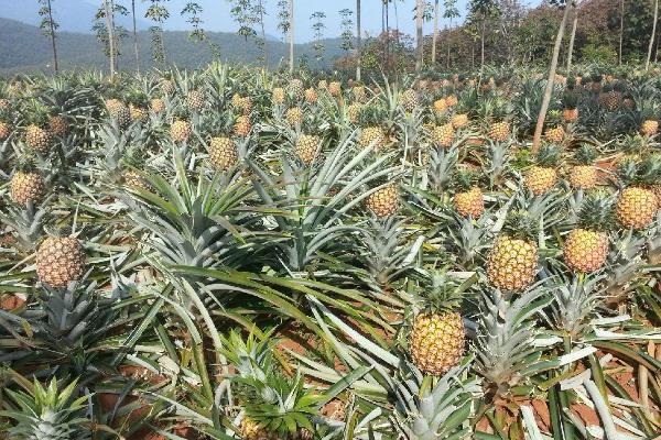 菠蘿的種植方法和技術,對環境有一定要求