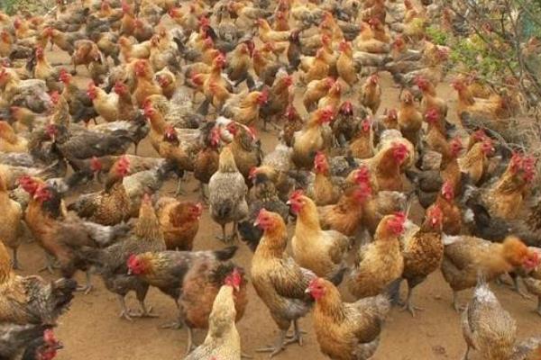 養(yǎng)3000只散養(yǎng)雞的利潤,要多大地方