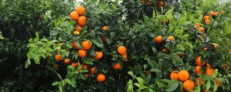 防裂果有效的藥有哪些