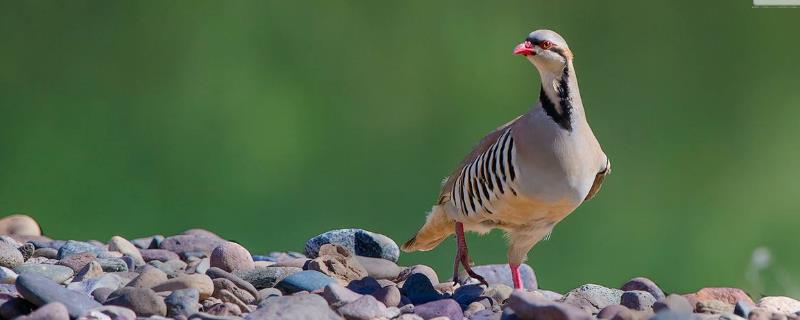 現在農村掙錢的養殖業有哪些