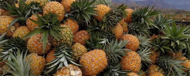菠蘿的種植方法和技術(shù)，對(duì)環(huán)境有一定要求
