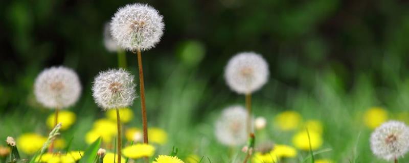 蒲公英的栽培技術及管理方法