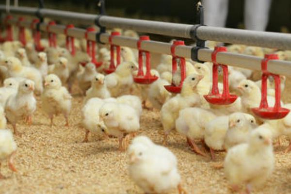 周期短見效較快的養殖項目有哪些