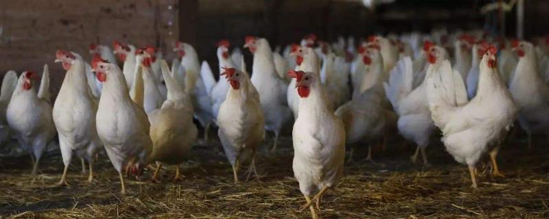 周期短見效較快的養殖項目有哪些