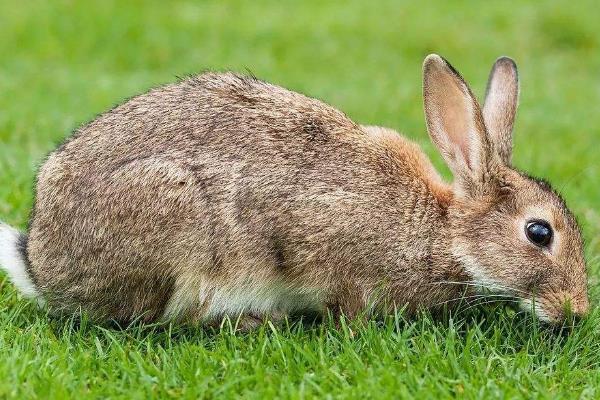 周期短見效較快的養殖項目有哪些