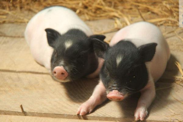 周期短見效較快的養殖項目有哪些