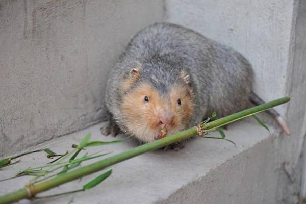 周期短見效較快的養殖項目有哪些