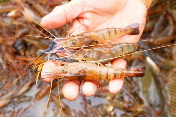 周期短見效較快的養殖項目有哪些