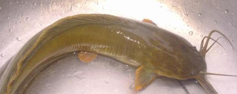 土塘鲺養殖密度，附養殖方法