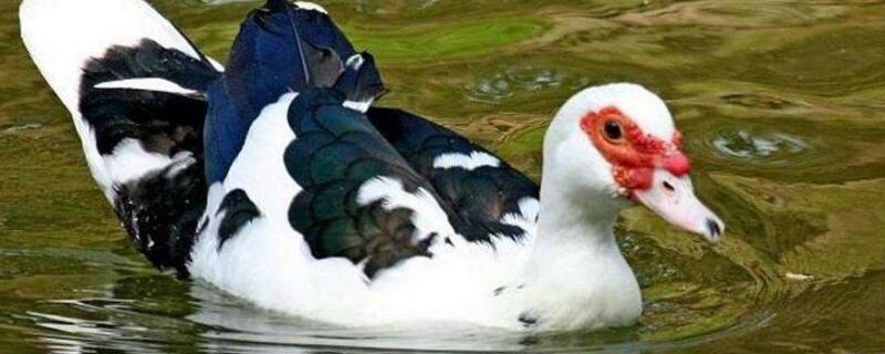 2020年養殖什么合適