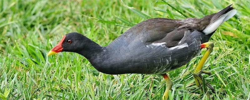 室內養殖好項目有哪些