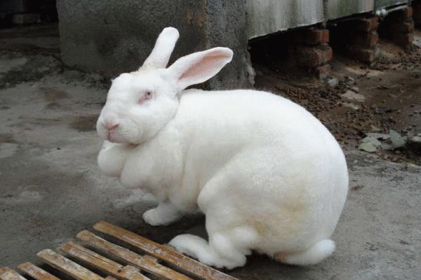 室內(nèi)養(yǎng)殖好項(xiàng)目有哪些