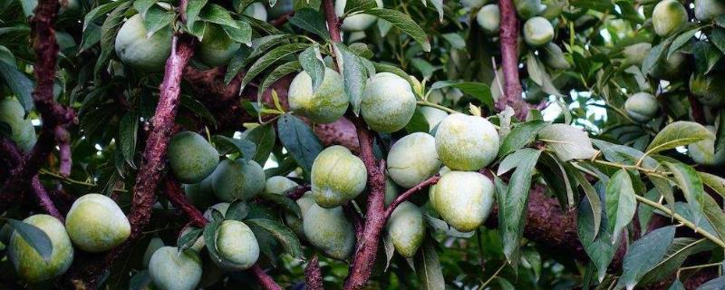 嵊州桃形李多少一斤，什么時候上市