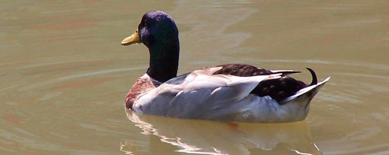 什么番鴨品種較大，大種番鴨品種出自哪里