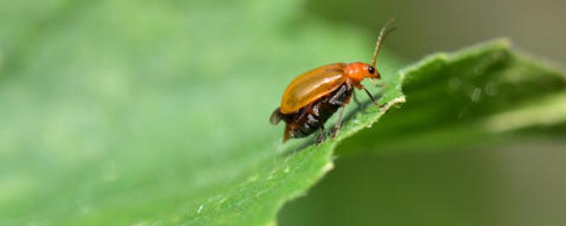 黃守瓜防治方法