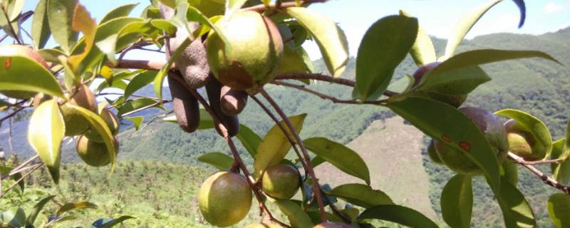 什么油茶品種產(chǎn)量高