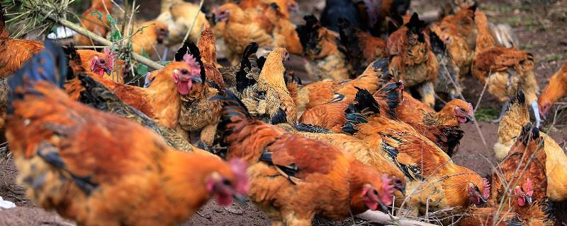 養3000只散養雞的利潤，要多大地方