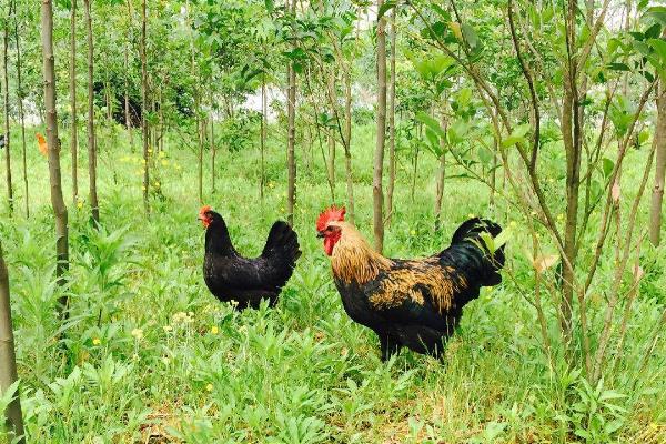 養(yǎng)3000只散養(yǎng)雞的利潤,要多大地方