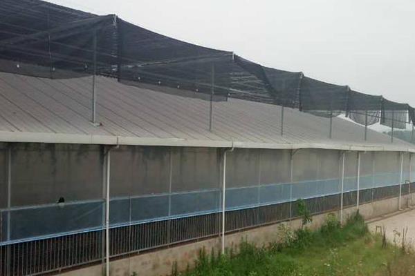 10畝連棟大棚造價多少,連棟大棚多少錢一平方,連棟大棚怎么除雪?