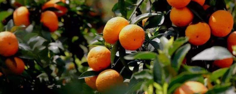 褚橙成功的主要原因（基礎(chǔ)）有哪些（附營銷策略）