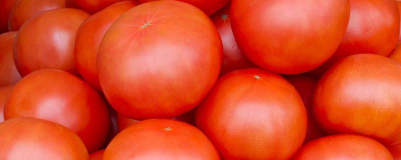 西紅柿發芽了還能吃嗎？發霉還能吃嗎？發苦是什么原因？