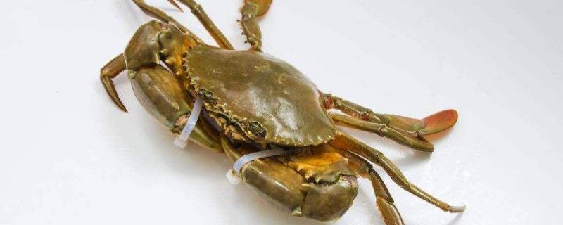 青蟹最大能長到幾斤，能活多久？