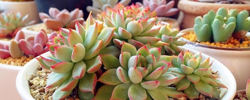 多肉大棚掙錢嗎？需要投資多少？怎么搭建？
