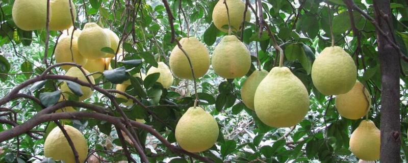 馬家柚市場價多少一斤，馬家柚樹苗價格