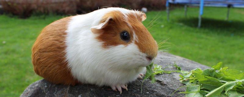 豚鼠如何宰殺，豚鼠如何分辨公母