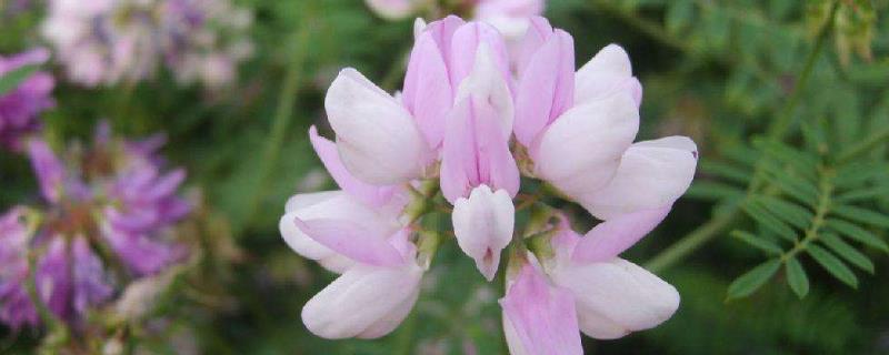 黃芪種植技術及畝收益，要什么氣候條件，幾年可以收獲