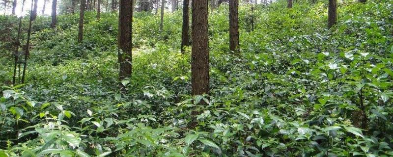 最佳林下經濟組合種植，林下經濟的主要模式有哪些