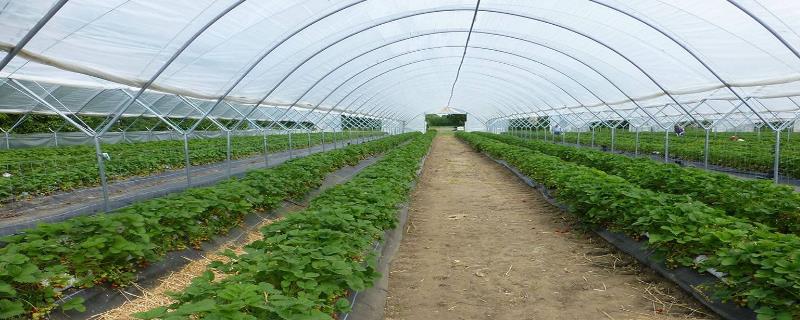 10畝連棟大棚造價多少，連棟大棚多少錢一平方，連棟大棚怎么除雪？