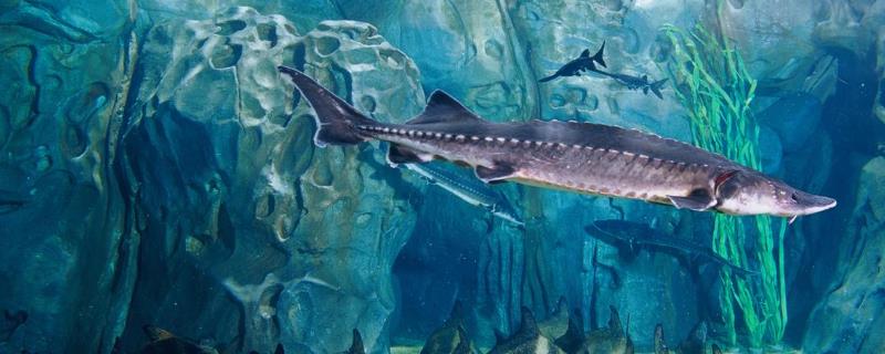 中華鱘好吃嗎，中華鱘怎么吃比較好