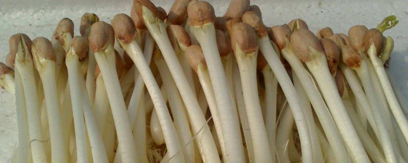 花生苗的做法竅門，花生苗的芽頭可以吃嗎