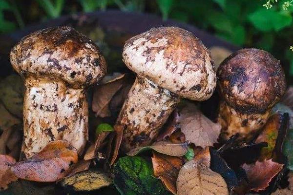 種植松茸一畝多少成本，市場價格多少，種植松茸和野生松茸區別