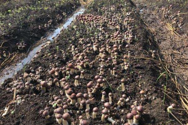 種植松茸一畝多少成本，市場價格多少，種植松茸和野生松茸區別