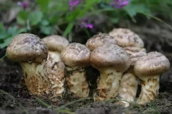 種植松茸一畝多少成本，市場價格多少，種植松茸和野生松茸區別