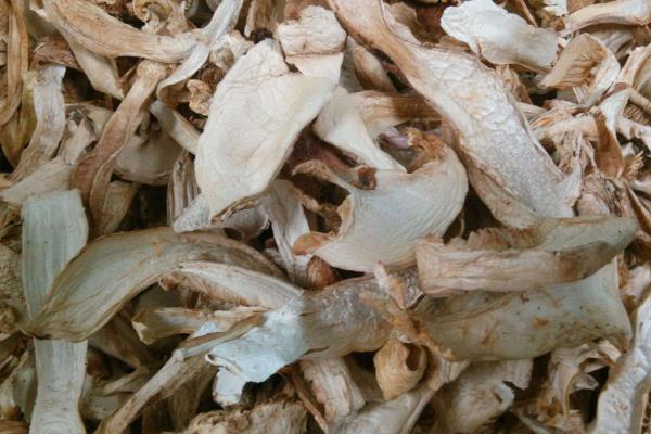 種植松茸一畝多少成本，市場價格多少，種植松茸和野生松茸區別