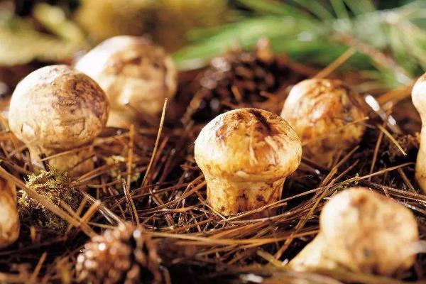 種植松茸一畝多少成本，市場價格多少，種植松茸和野生松茸區別