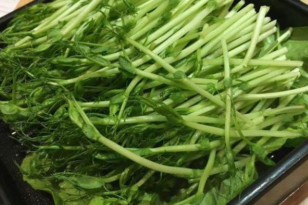 蘭豆苗有什么功效，蘭豆苗怎么炒好吃