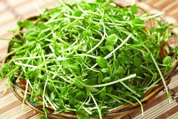 蘭豆苗有什么功效，蘭豆苗怎么炒好吃