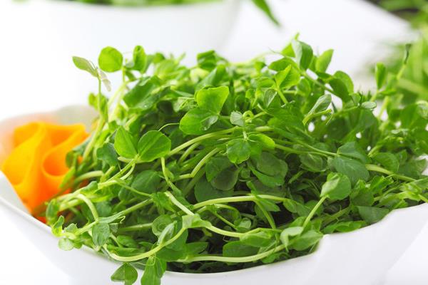 蘭豆苗有什么功效，蘭豆苗怎么炒好吃