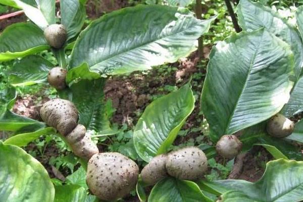 魔芋市場(chǎng)價(jià)多少一斤，1畝魔芋種植利潤(rùn)分析